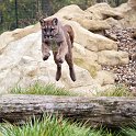 slides/IMG_0735.jpg puma, mountain, lion, cougar, wildlife, feline, big cat, cat, predator, fur, eye, jump WBCW119 - Puma - Mountain Lion - Jump